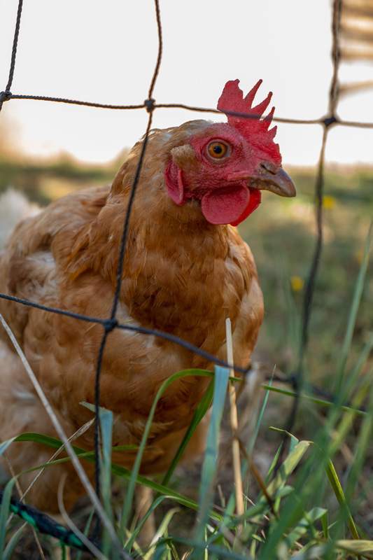 Animal de ferme Bagnères-de-Bigorre